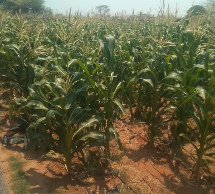 Gokwe Communal Farmers Urged To Experiment with Pfumvudza and Practice Intercroping