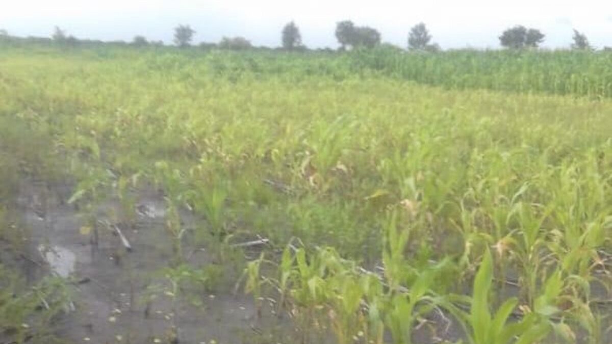 Heavy Rains Dent Hopes for Bumper Harvest in Gokwe