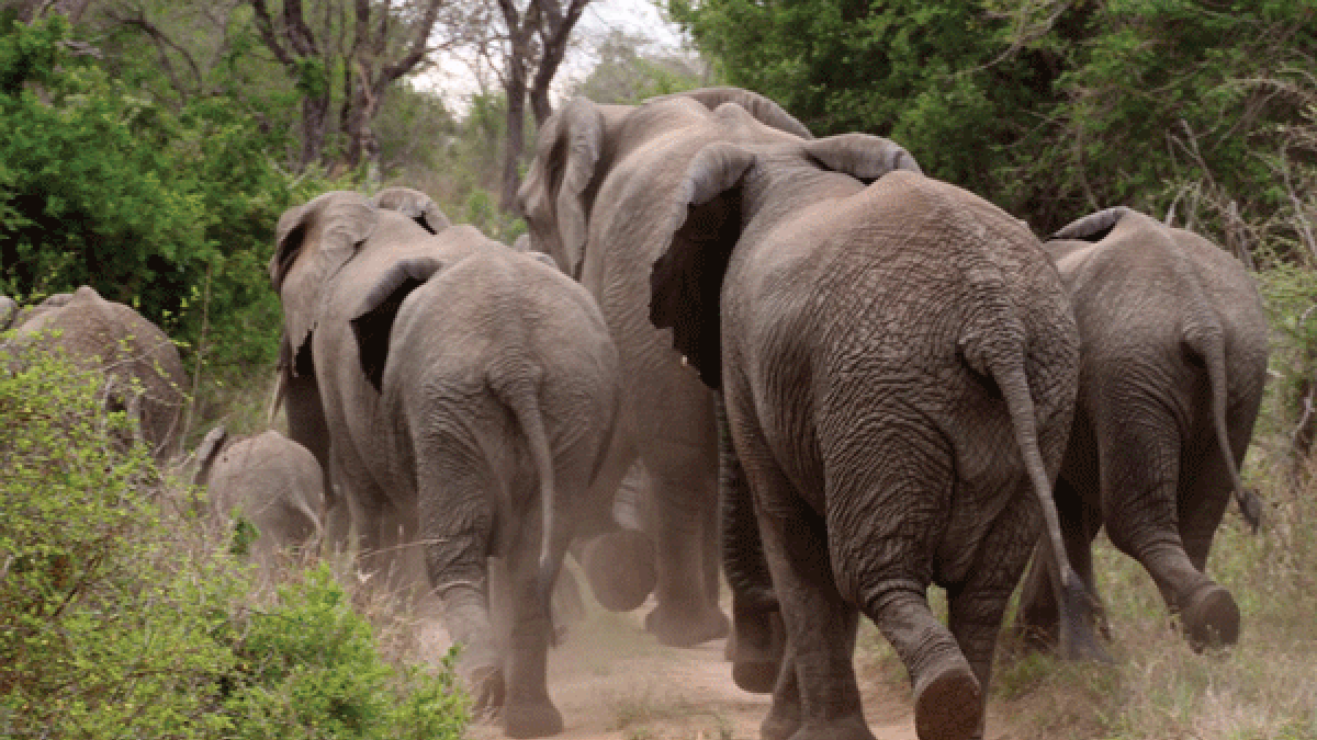 Stray Jumbo Wreaks Havoc in Zhomba- Chitekete