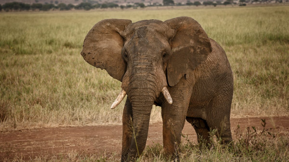 ‘Strange’ Elephant Keeps  Residents in Fear